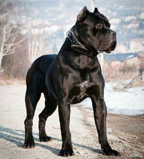 Kane-Korso, 9 ay, Dişi — Xırdalan