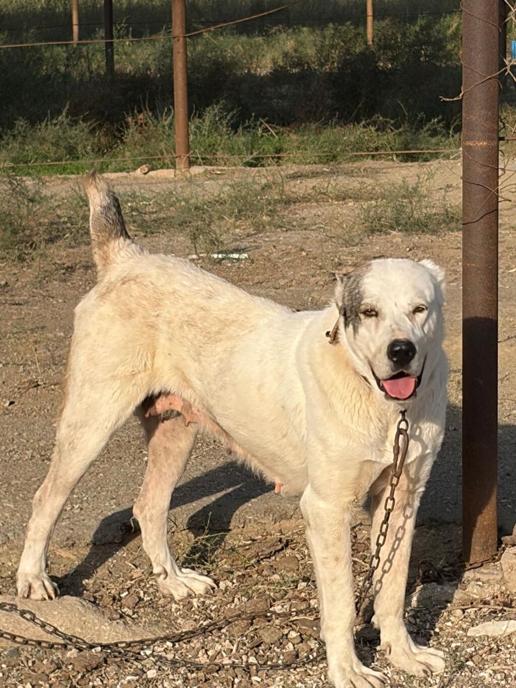 Alabay, 2 il, Dişi, Peyvəndli, Rayonlara çatdırılma — Köpəklər, Mehdiabad (6)