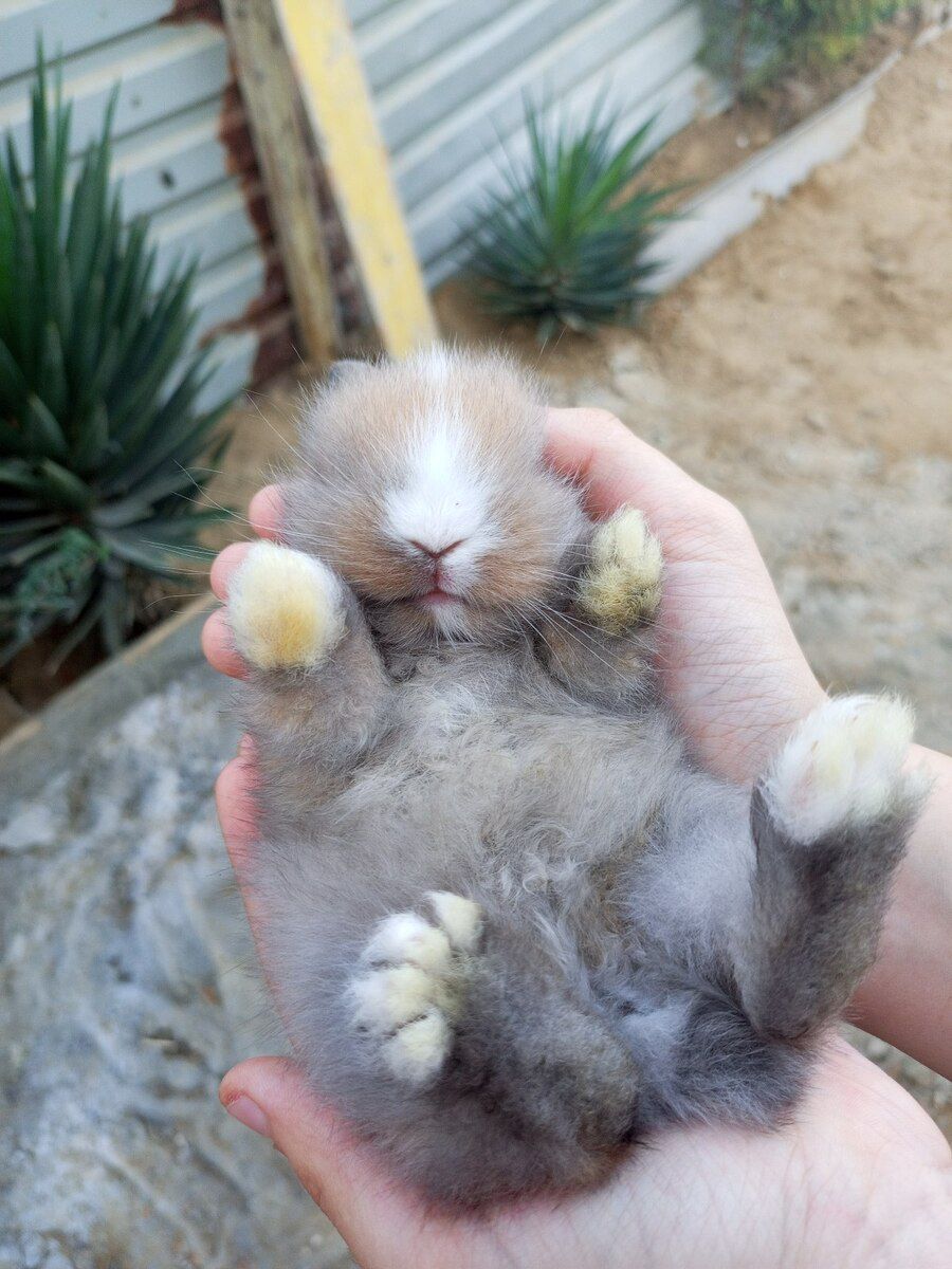 Holland lop dovşanı — Dovşanlar, Bakı (2)