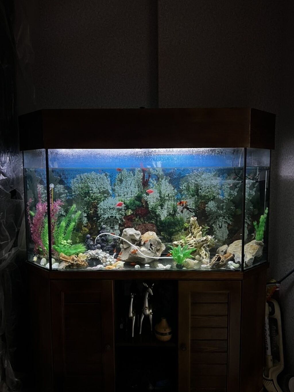 Böyük 450 l akvarium. Wkafi demiz aqacdandi wiwmir curumur indiki — Akvariumlar və balıqlar, Saray (4)