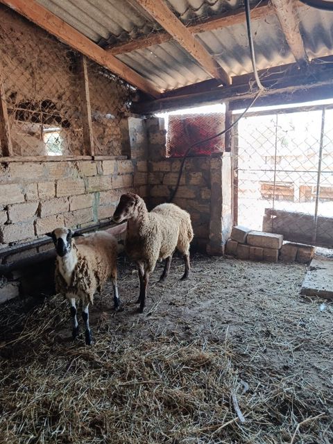 Qoçlar — Sabirabad