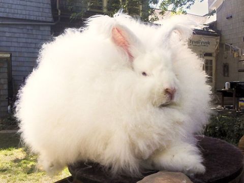 Məhsul: Angora tipli tüklü dovşan balaları Təsvir: - Qarlı-ağ və boz — Xırdalan