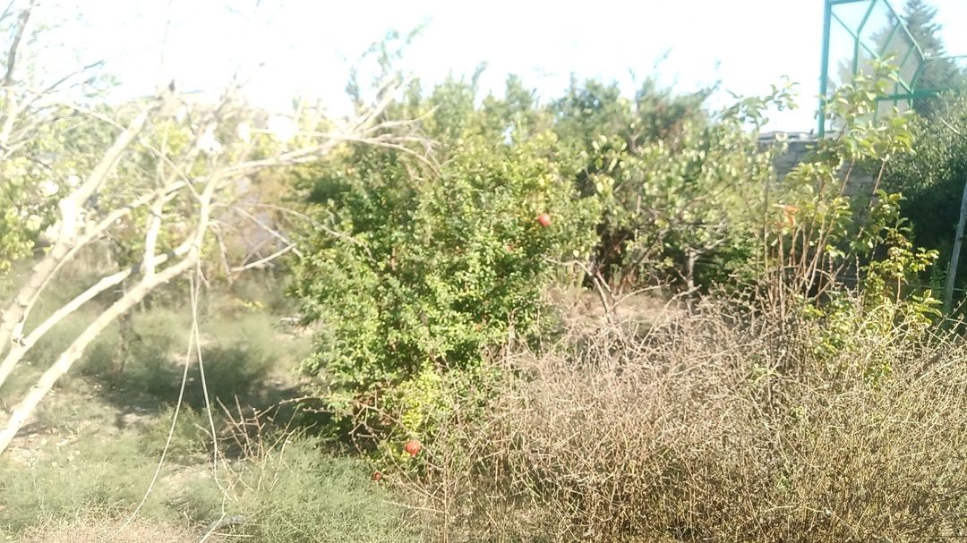 Satılır torpaq 8 sot — Torpaq, Bakı (2)