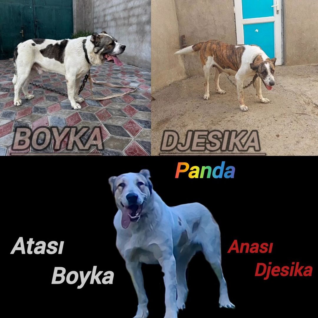 Alabay — Köpəklər, Bakı (3)