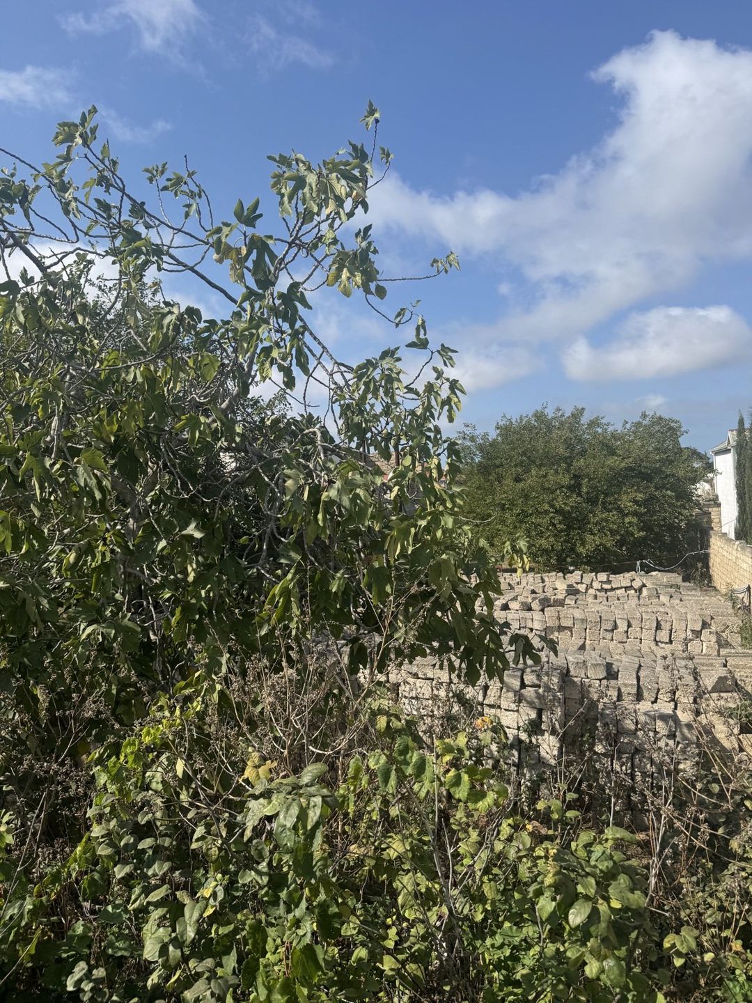 Satılır torpaq 29 sot — Torpaq, Bakı (5)