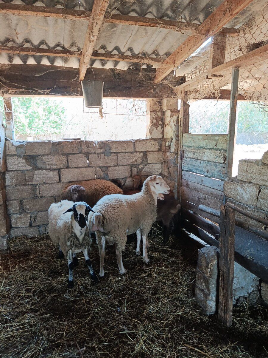 Qoçlar — Kənd təsərrüfatı heyvanları, Sabirabad (2)