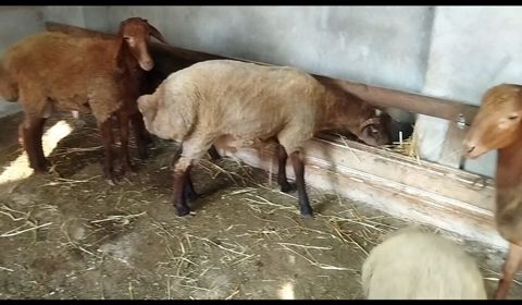 Şəkildə gördüyünüz 5 baş heyvanlar satılır, 4-nün diri çəkisi 40-45 kq — Digah