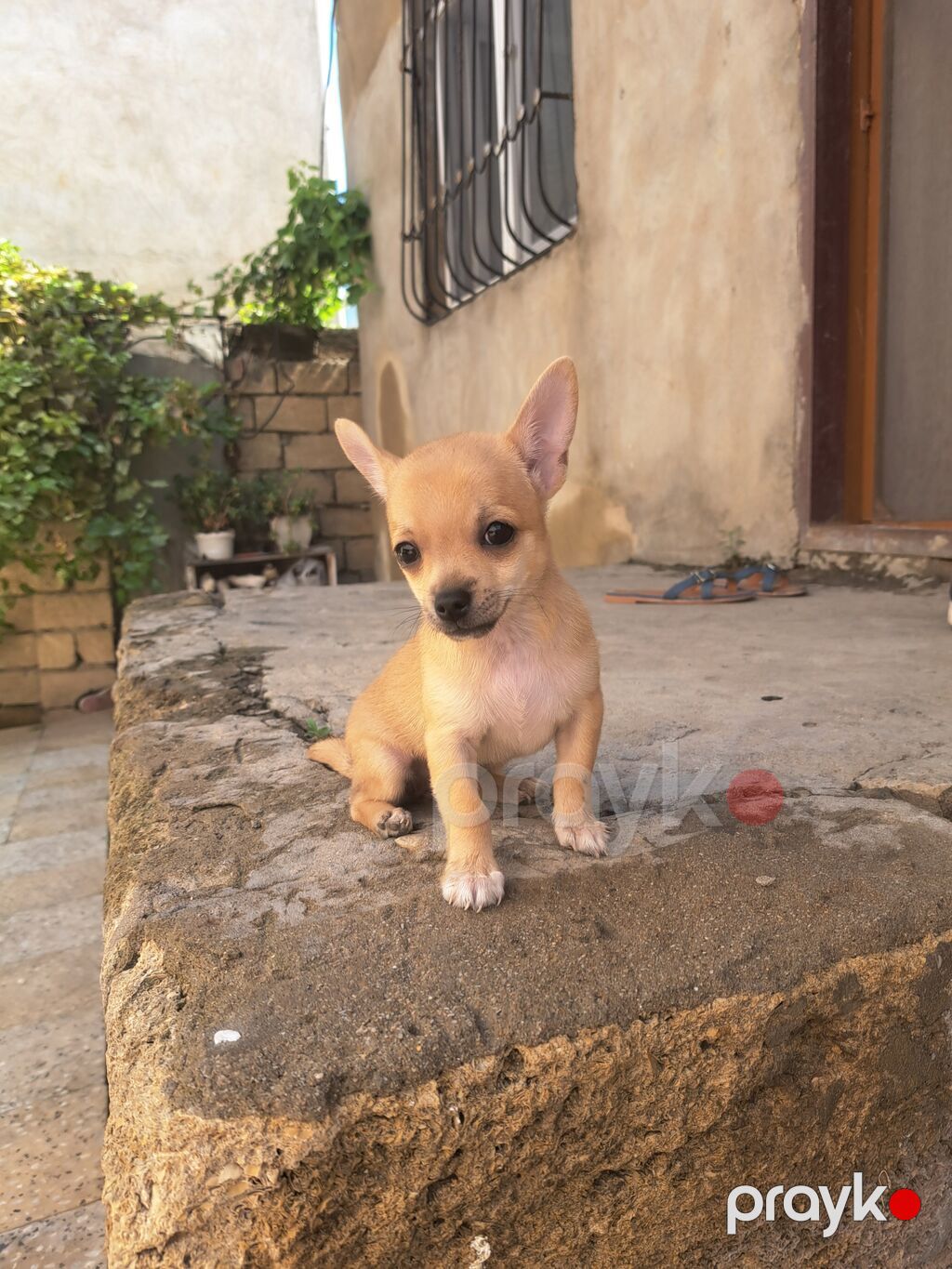 Çixuahua — Köpəklər, Bakı (4)
