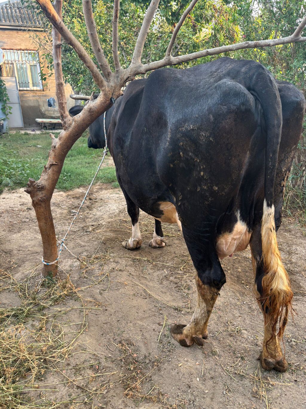 Ala qara cins heyvandi. 6 ayliq boğazdı. 15 litr süd verir indi — Kənd təsərrüfatı heyvanları, Bakı (3)