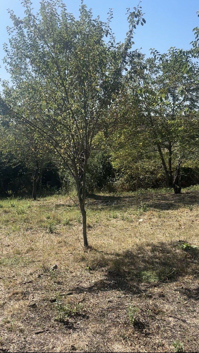 Satılır torpaq 20 sot — Torpaq, Ağsu (6)