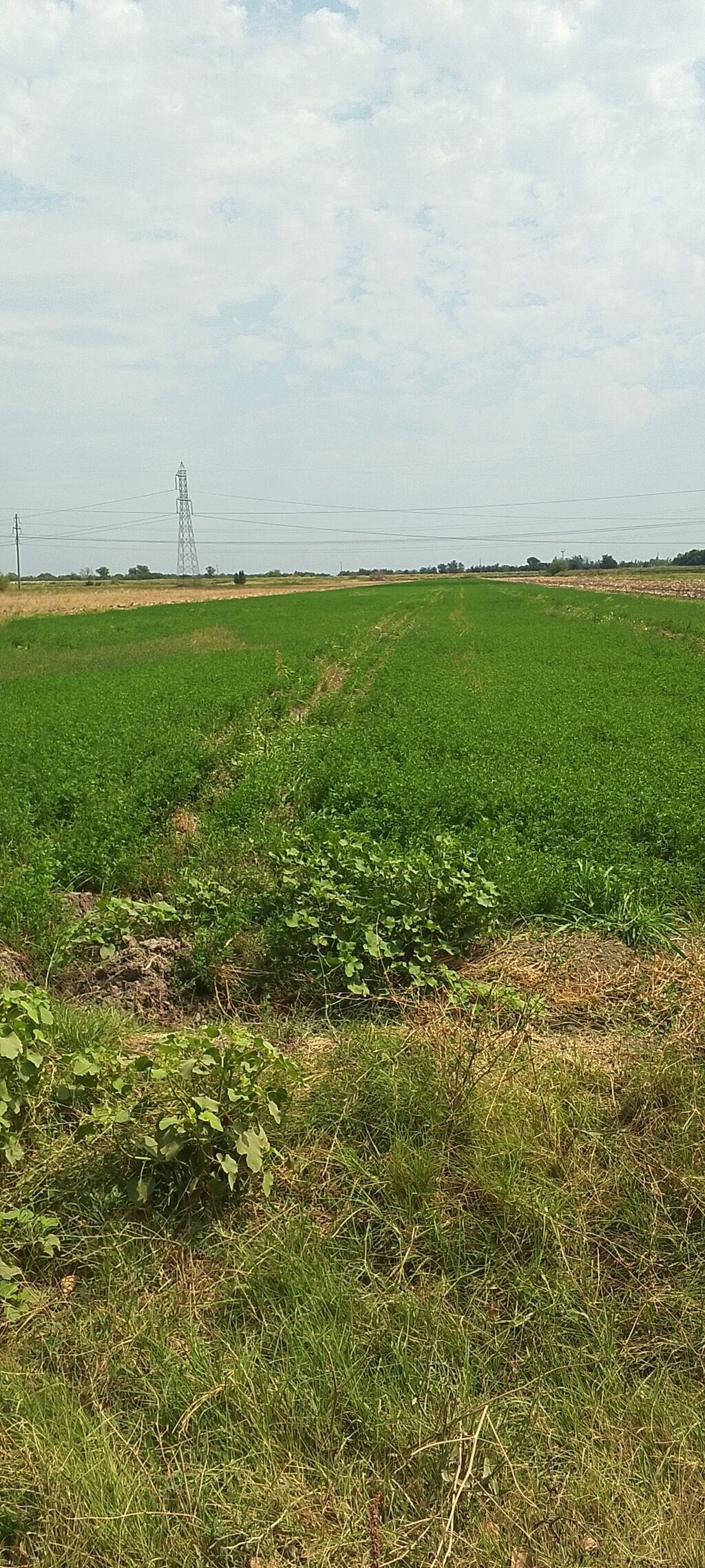 22000 sot, Kənd təsərrüfatı, Mülkiyyətçi, Kupça (Çıxarış) — Torpaq, Bərdə (3)
