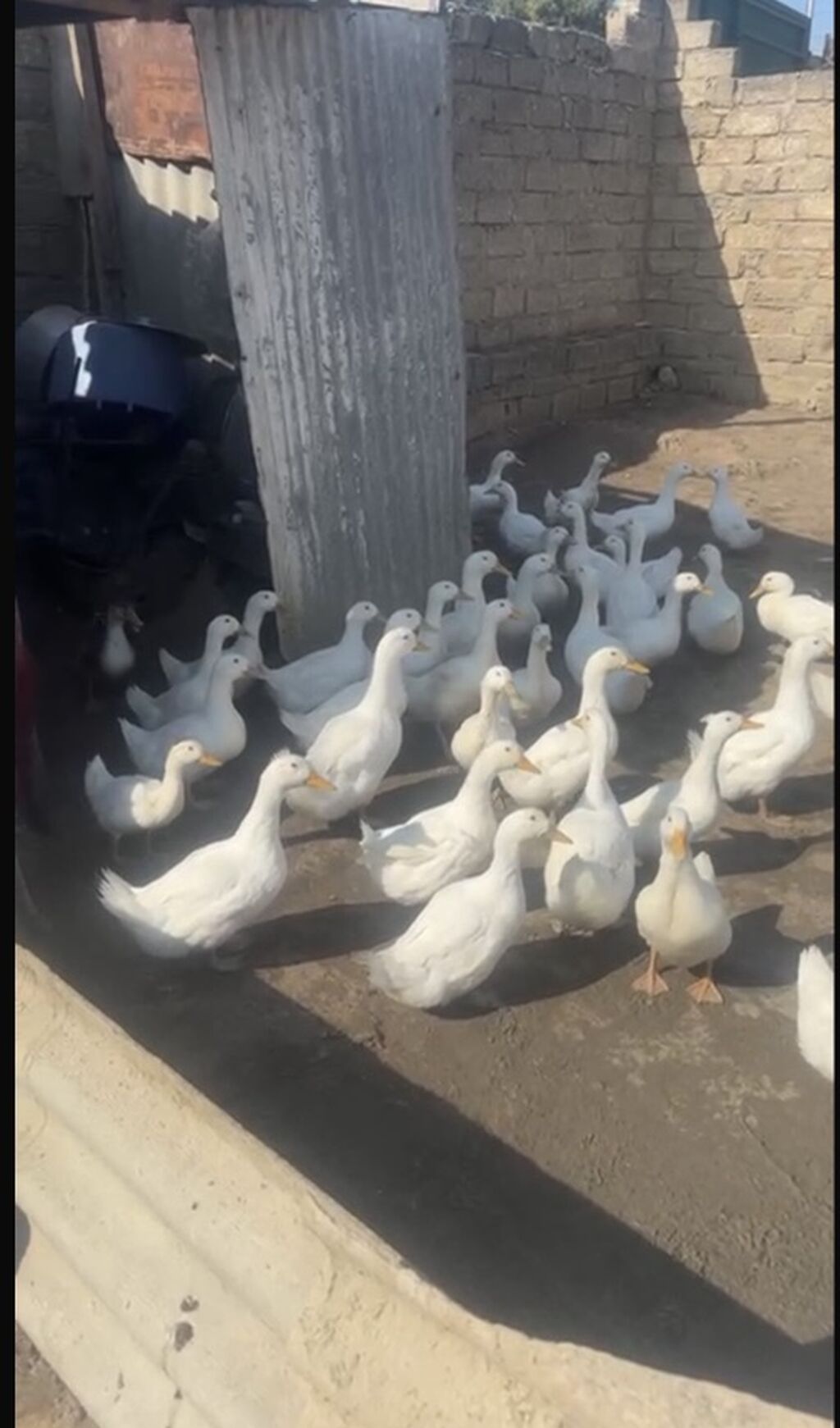 Salam kim isdəsə yazsın 2 ay yarmlığ pekin 12 manatdan təcli satlır — Digərləri, Bakı (2)