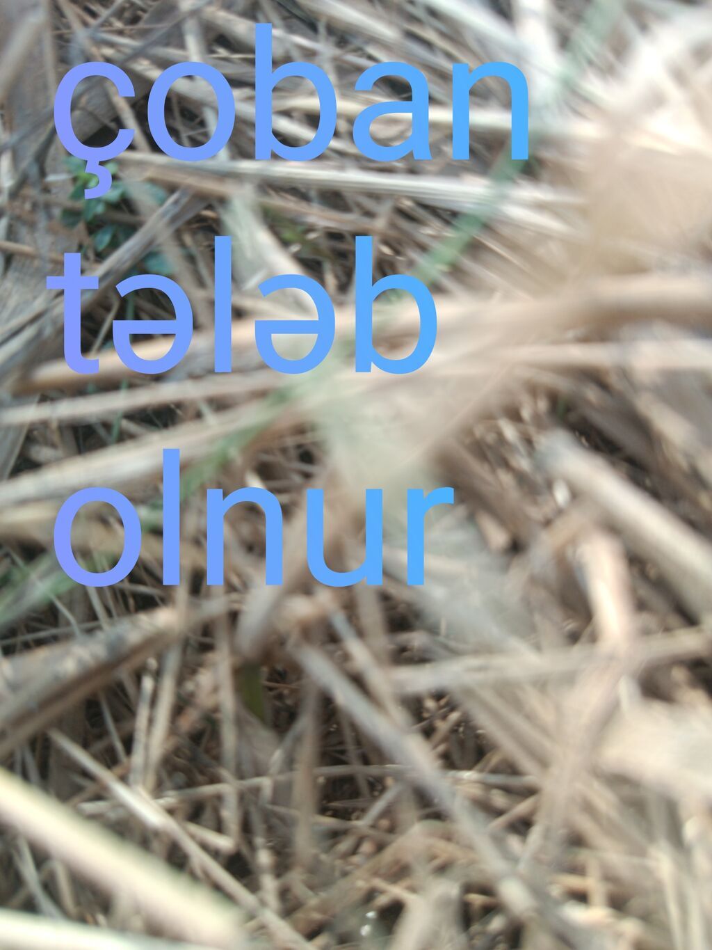 Çoban, 30 yaş, 5 ildən artıq təcrübə — Digər, Bakı