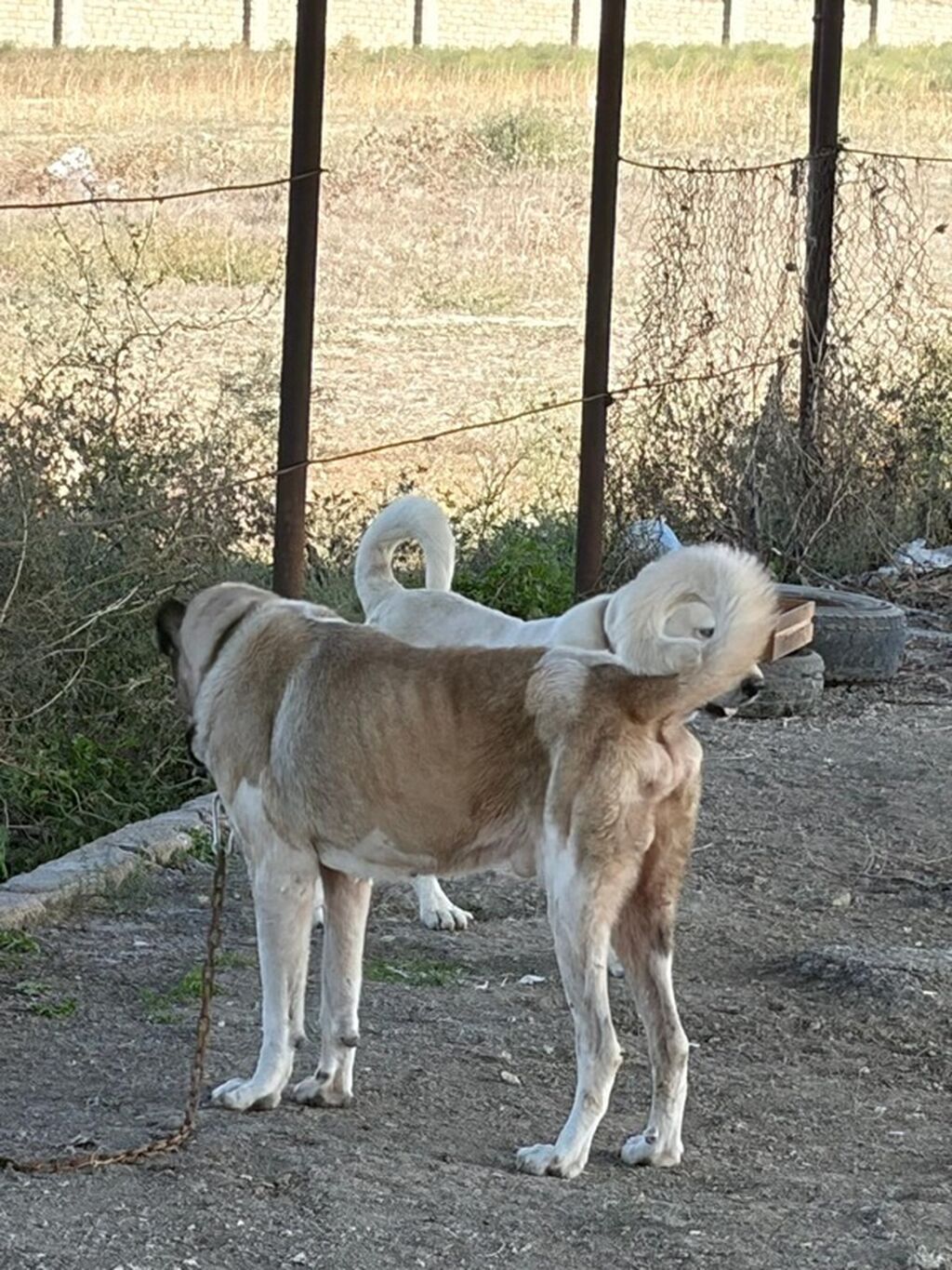 Qurdbasar, 3 il, Erkək, Peyvəndli, Rayonlara çatdırılma — Köpəklər, Mehdiabad (8)