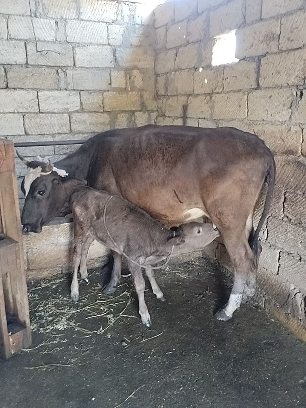 Salam aleykum birinci qarına dogmush duyedi altında dishi balası var — Kənd təsərrüfatı heyvanları, Sumqayıt (2)