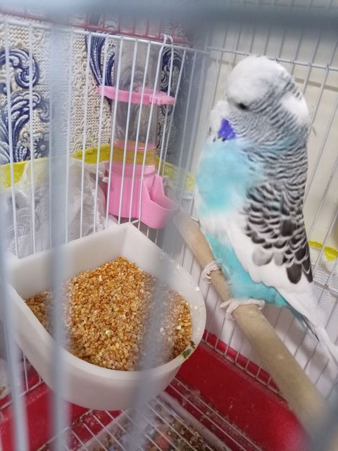 Nəcmi budgerigar (ağ-mavi rəngli, zolaqlı) qəfəs ilə birlikdə — Bakı