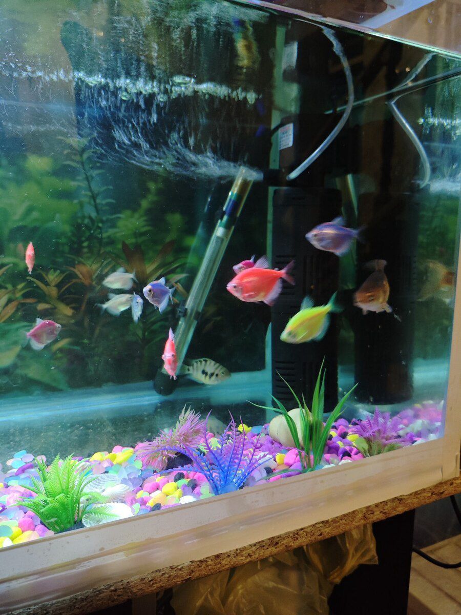 Akvarium — Akvariumlar və balıqlar, Bakı (9)
