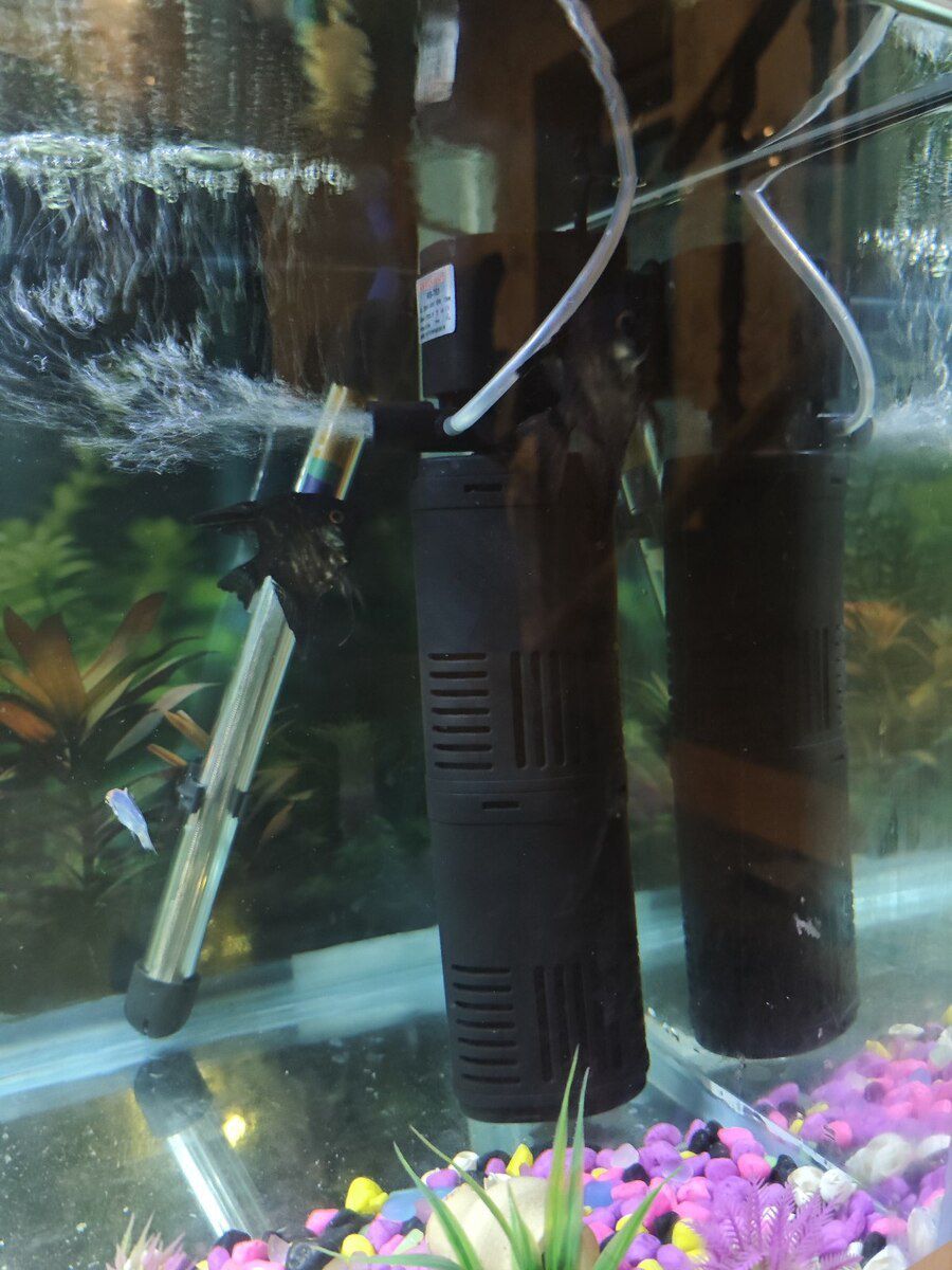 Akvarium — Akvariumlar və balıqlar, Bakı (4)