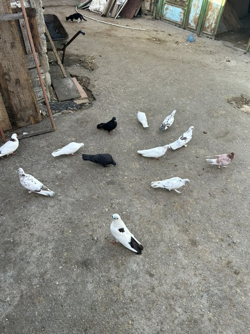 12 dene tutulma unvan sabuncu — Göyərçin, Bakı (3)