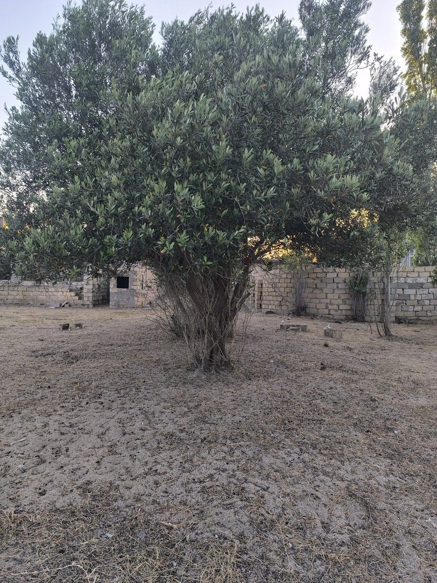 Satılır torpaq 3 sot — Torpaq, Bakı (5)