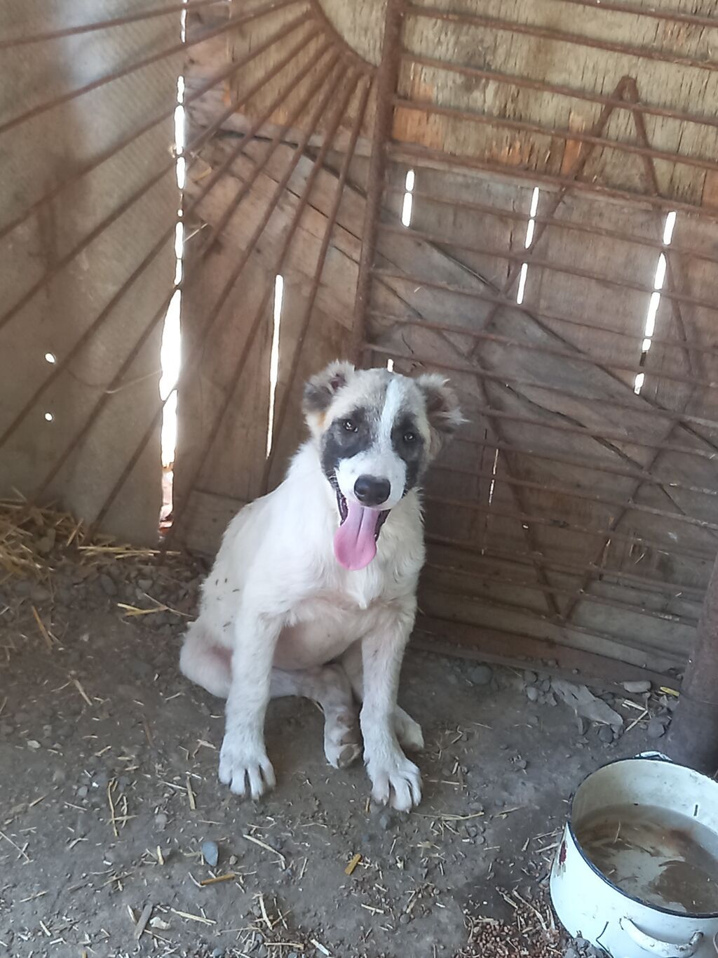 Alabay, 4 ay, Erkək, Peyvəndli, Ünvandan götürmə — Köpəklər, Cəlilabad (3)