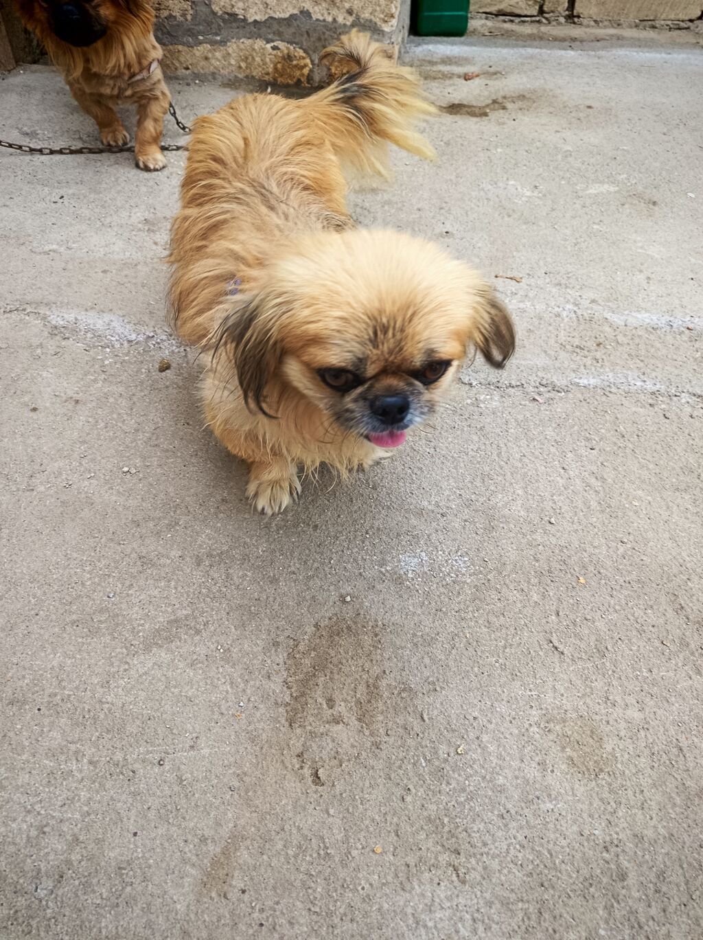 Pekines, 1 il — Köpəklər, Gəncə (5)