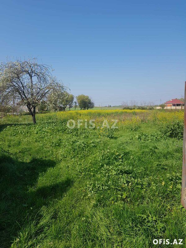 Həyət evləri Satılır Masallı, Masallıda tprpaq ev dəyərindən ucuz, 5 otaq, 251 m² — Ev, villa, Masallı (3)