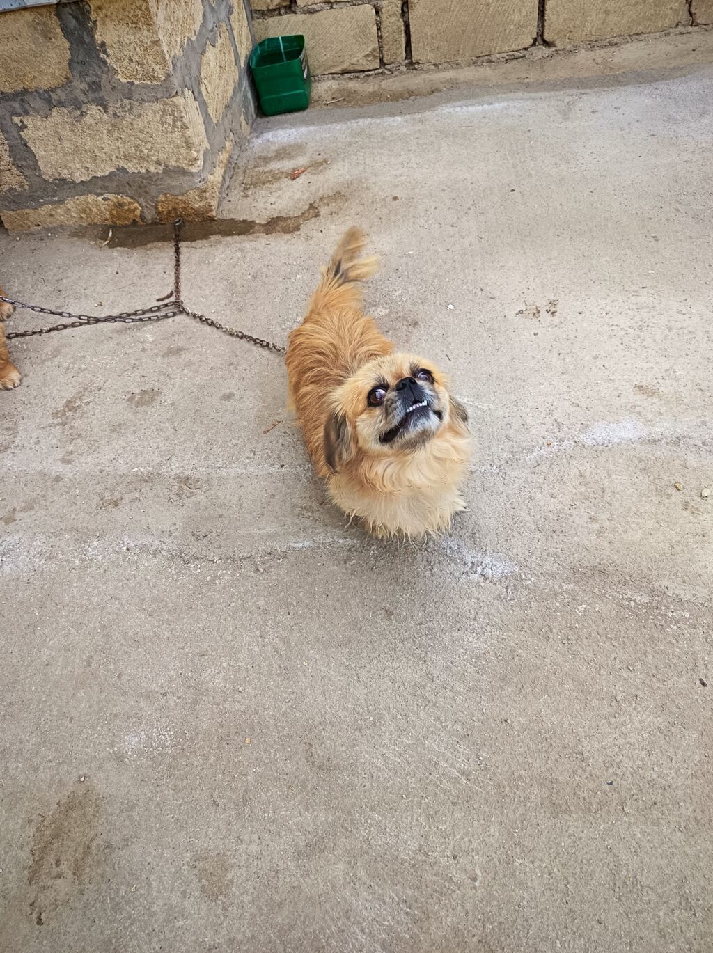 Pekines, 1 il — Köpəklər, Gəncə (3)