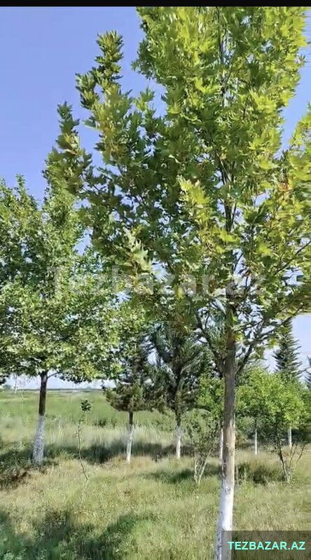 Salyanda Ferma Satılır — Torpaq, Salyan (9)