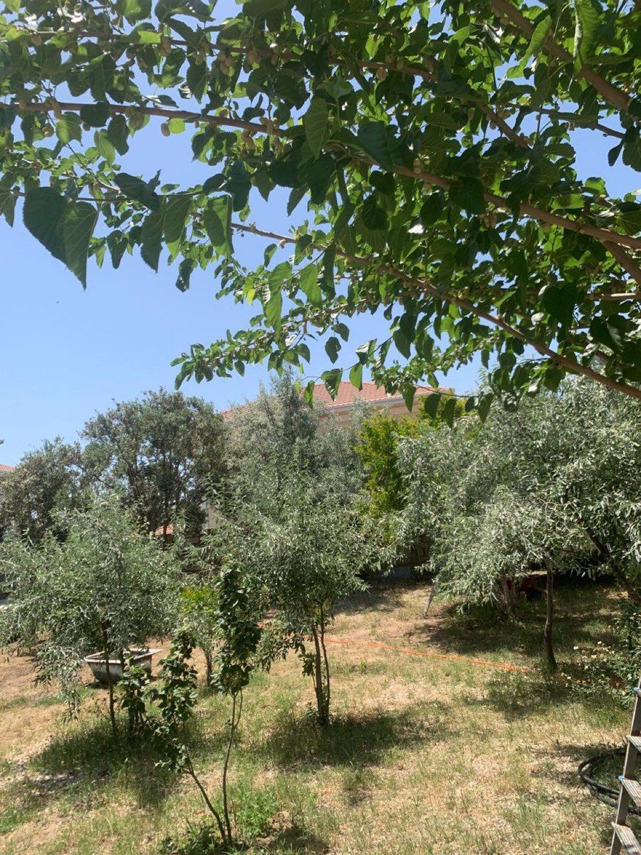 Bağ evi kirayə verilir, Mərdəkan qəs — Ev, villa, Bakı (8)