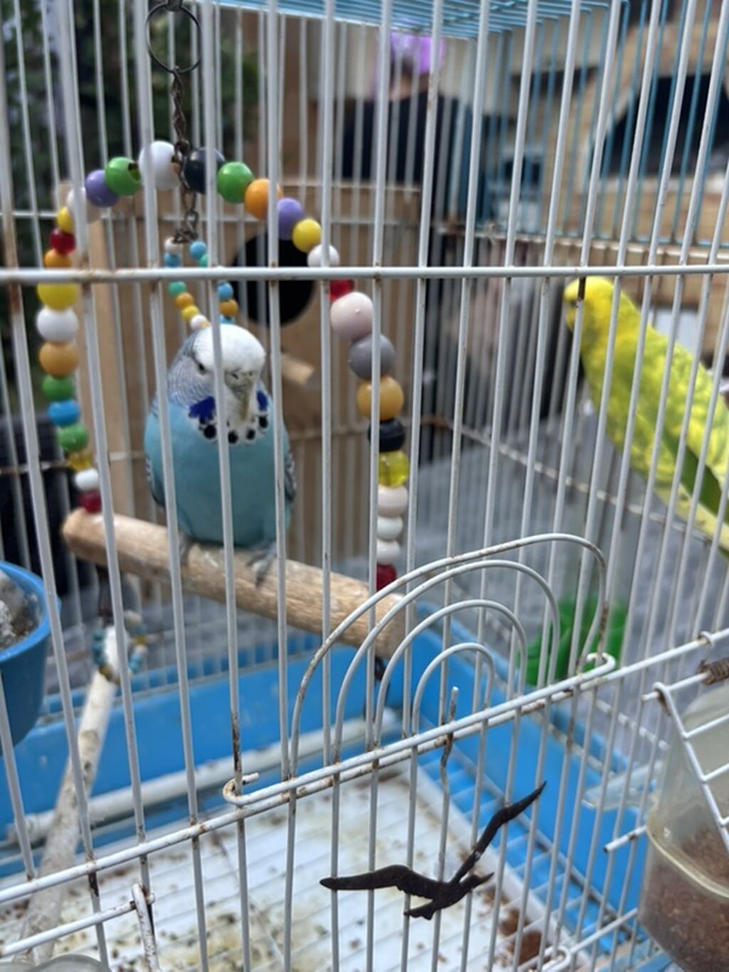 Quşlar sağlamdır sadəcə evdən çıxılır deyə satılır — Qəfəslər, Digah (2)