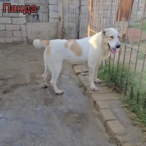 Alabay — Bakı