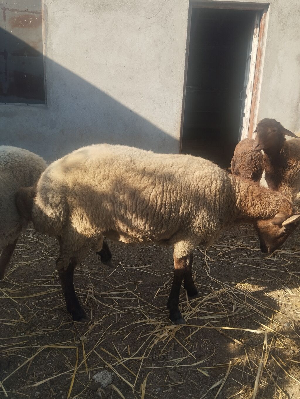 Şəkildə gördüyünüz 5 baş heyvanlar satılır, 4-nün diri çəkisi 40-45 kq — Kənd təsərrüfatı heyvanları, Digah (6)