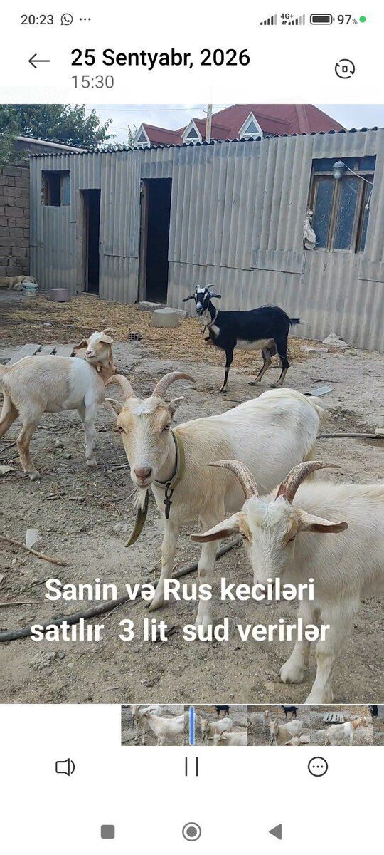 Keçilər — Kənd təsərrüfatı heyvanları, Bakı (7)