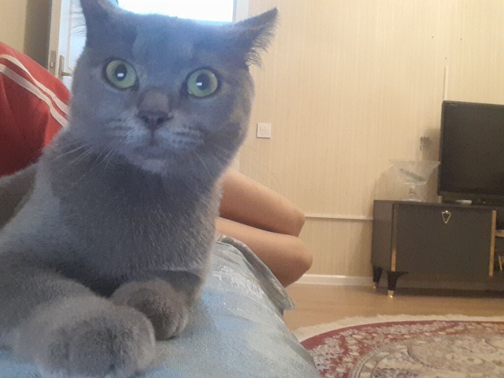 Şotlan cinsi4ayliq boz pisik.qiymeti 80manat.xarice kocuruk deye — Pişiklər, Bakı (2)