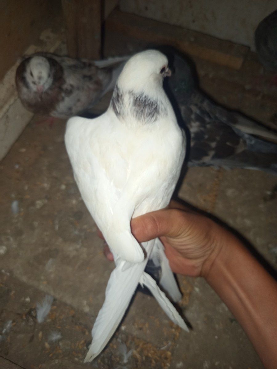 Göyərçinlər — Quşlar, Cəlilabad (5)