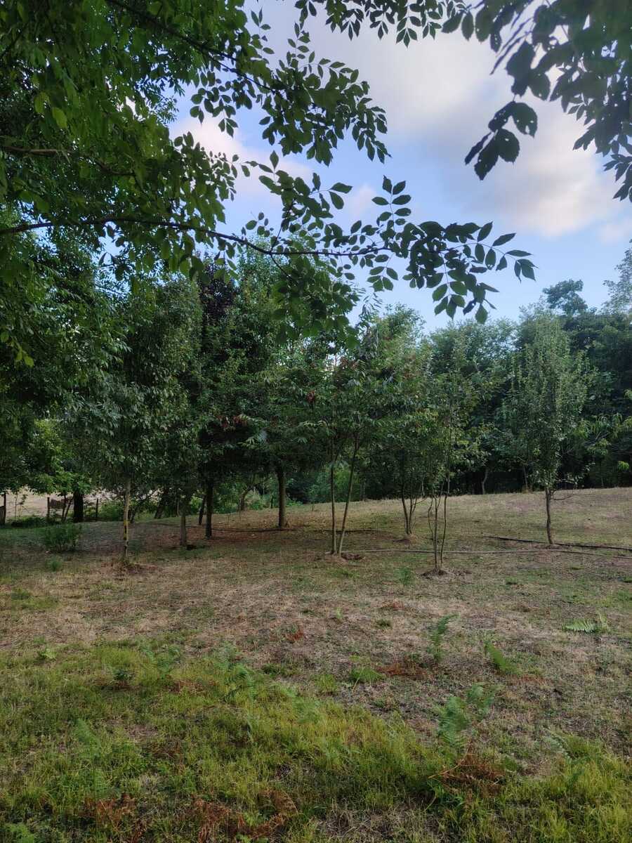 Satılır torpaq 4 sot — Torpaq, Lerik (10)