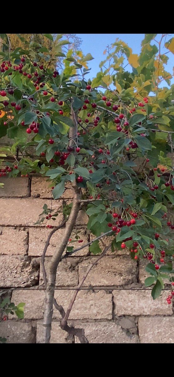 Həyət evi, Bilgəh Albalılıq — Ev, villa, Bakı (7)