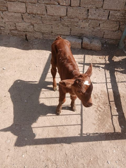 Dana, buzov, Erkək, ay: 3, 1 kq, Damazlıq, Ünvandan götürmə — Bakı