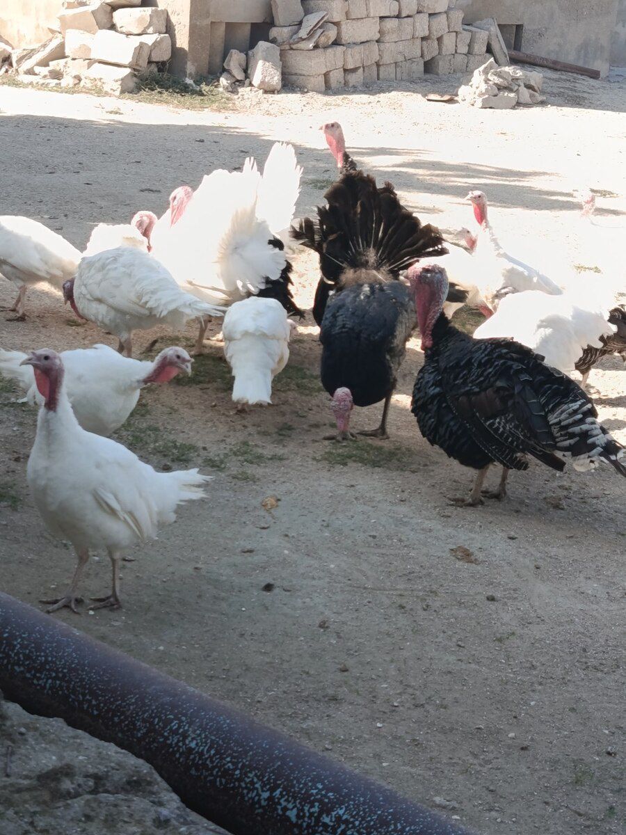 Mayalı hinduşka yumurtası — Quşlar, Bakı (2)