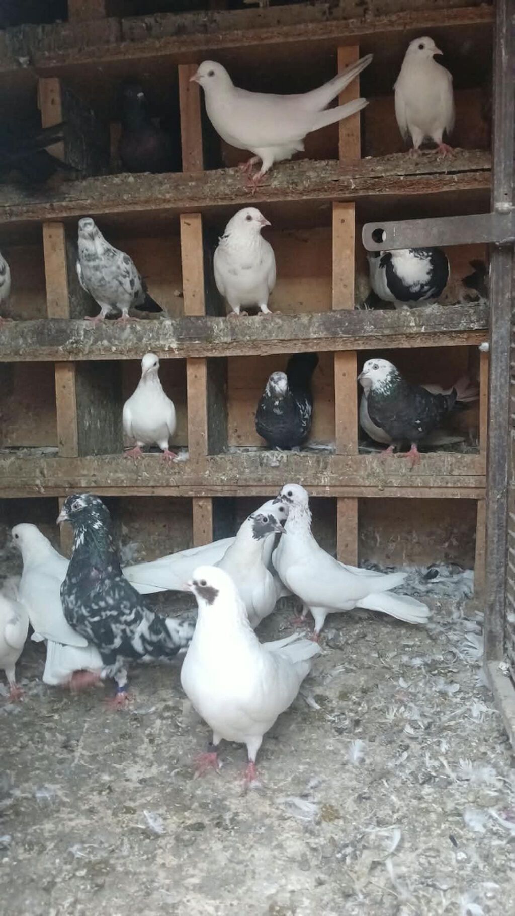 Salam qiymətdə razılaşma olacağ xaricə getdiyim üçün təcilli satılır — Göyərçin, Bakı (2)