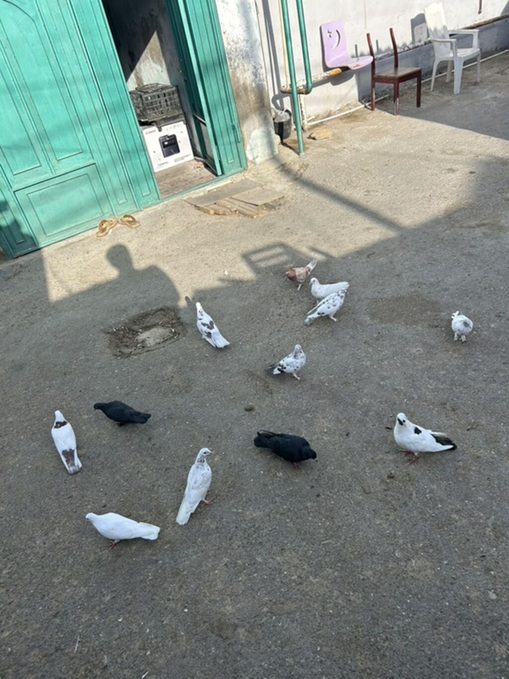 12 dene tutulma unvan sabuncu — Göyərçin, Bakı