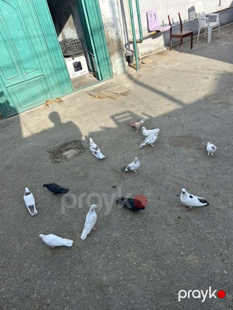 12 dene tutulma unvan sabuncu — Bakı
