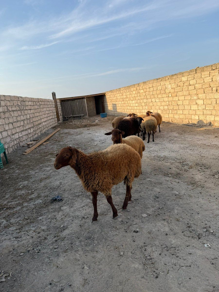 Qoçlar — Kənd təsərrüfatı heyvanları, Bakı (4)