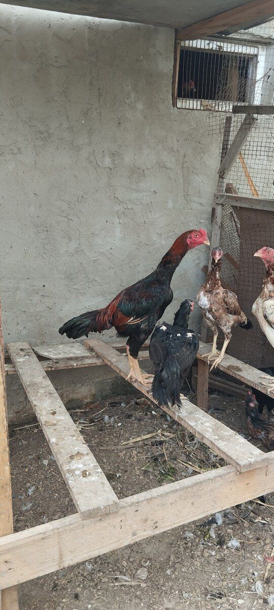 Heyratı beçəsi — Quşlar, Bakı (6)