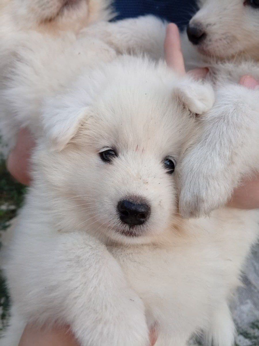 Samoyed balası — Köpəklər, Bakı (2)