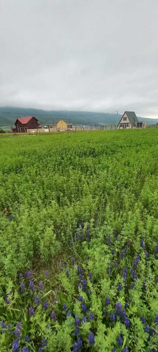 40 sot torpaq sahəsi, Qusar r — Torpaq, Qusar (7)