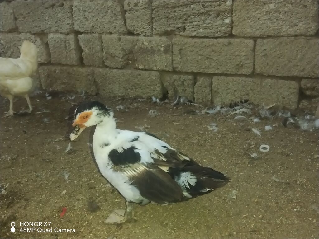 Dişi, Lal ördək, Ətlik — Digərləri, Bakı (2)