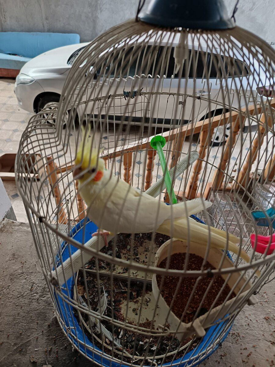Korella — Quşlar, Gəncə (5)