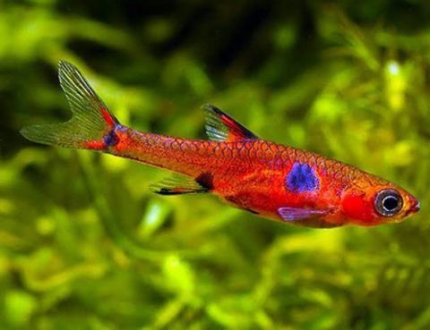 Cırtdan Rasbora Maculatus — Bakı